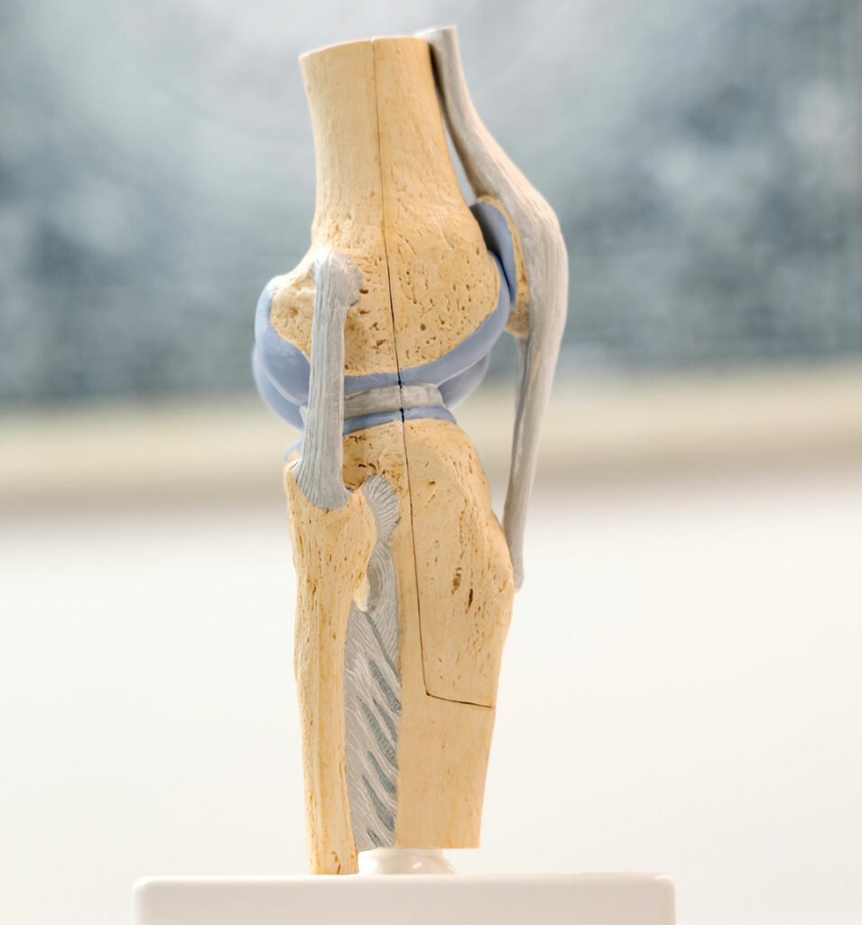 Das Knie - Orthopädie und regenerative Medizin